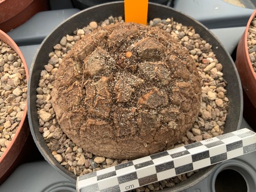 149 dioscorea elephantipes - 149,