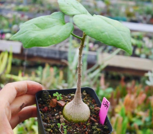 Pianta rara succulenta - ,