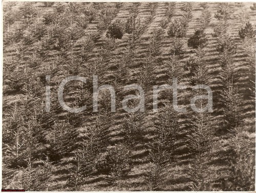 1930 massa carrara bosco abeti - 1930,