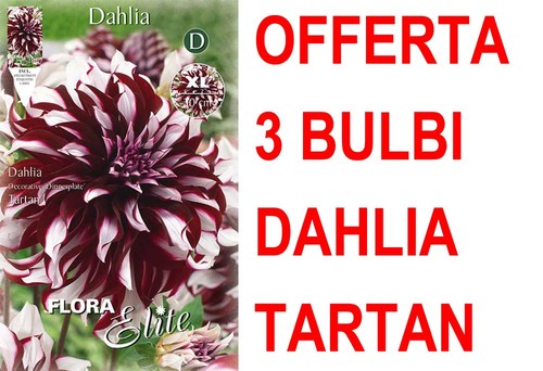 Offerta bulbi dahlia - offerta, 3