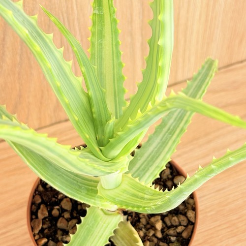 Aloe arborescens variegata - arborescens, f.