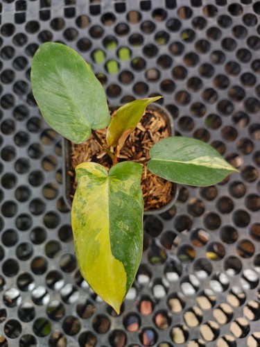 Philodendron brown beauty - brown,