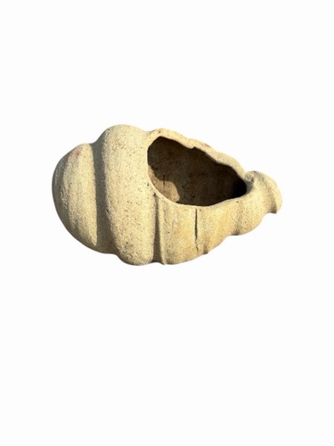 Vaso conchiglia terracotta - conchiglia,