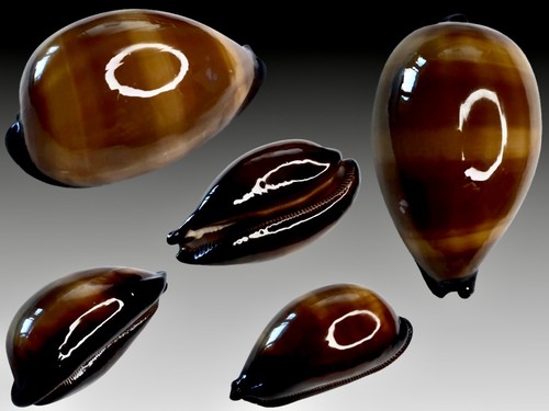 Cypraea exusta meridiana - cypraea,