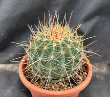 FEROCACTUS ALAMOSANUS IL
