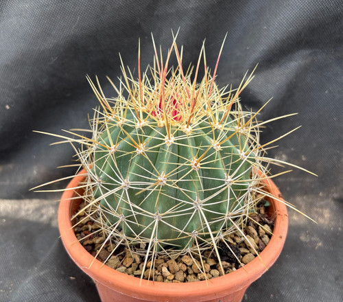 Ferocactus alamosanus - ferocactus,