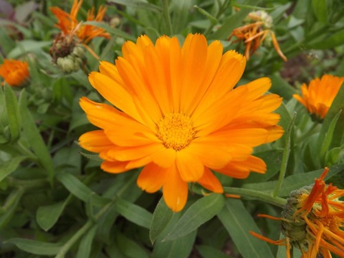 Calendula - calendula,