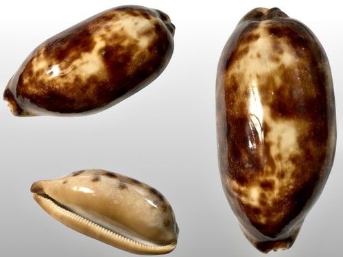 Cypraea testudinaria buton - cypraea,