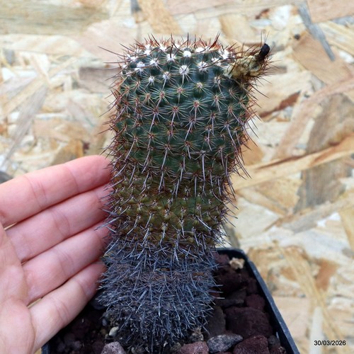 Notocactus eugeniae vaso cm - notocactus,