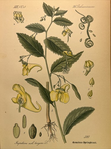 Impatiens noli tangere