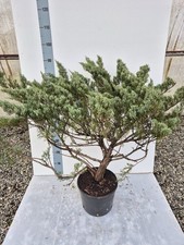 Pianta Vera Di Juniperus in