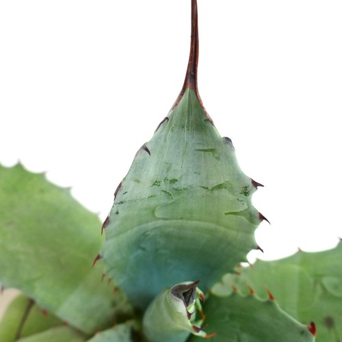 Agave cerulata eborispina x - agave,