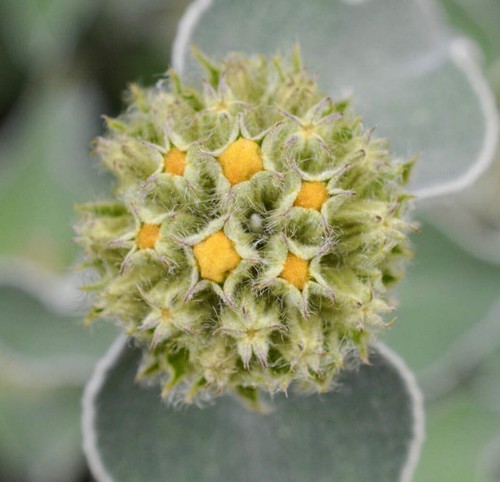 Phlomis fruticosa salvia - phlomis,