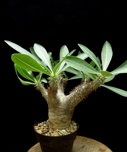 Pachypodium