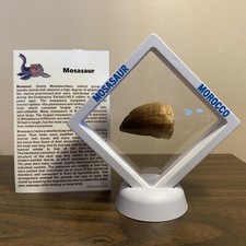 Mosasaur Dinosaur Age Marine Reptile Large Tooth Fossil in Display Case