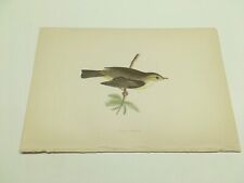 Stampe antiche uccelli - Rev