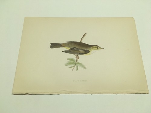 Stampe antiche uccelli - , rev