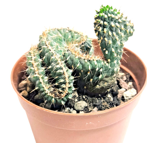 Opuntia fulgida crestata - crestata, 8