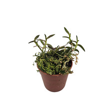 Epidendrum porpax - Rare