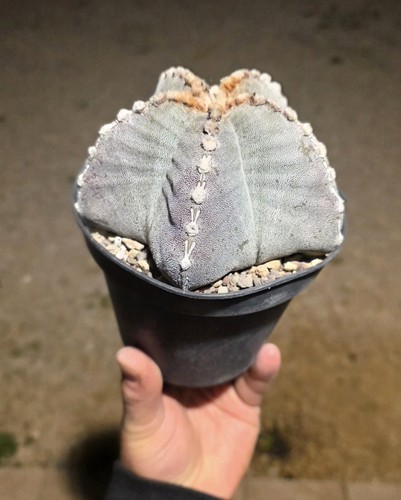 Astrophytum seme mix di - da,