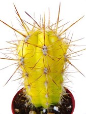 Oreocereus celsianus