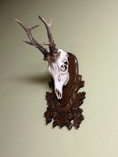 Roe deer horns. Antlers