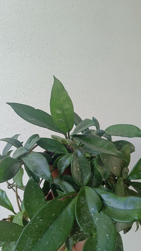 Hoya carnosa fiore cera - carnosa,