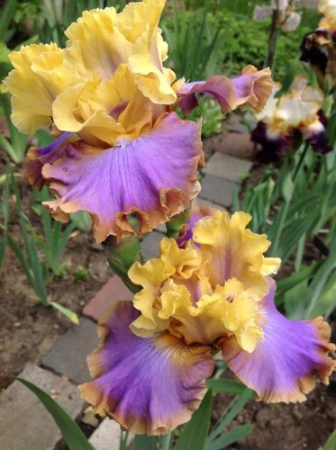 Barbuta alta piatta iris - barbuta,