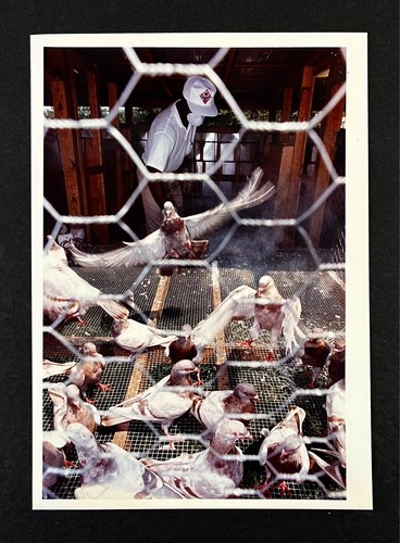 1991 rock hill pigeon - sc, farm