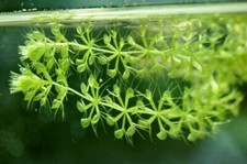 Aldrovanda vesiculosa pianta - vesiculosa,
