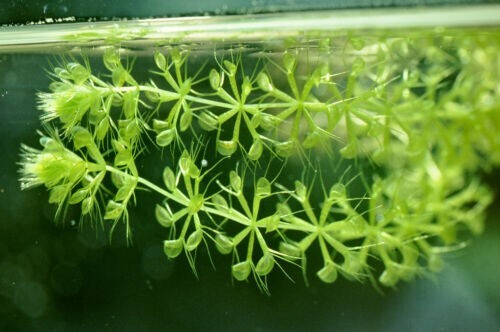 Aldrovanda vesiculosa pianta - vesiculosa,