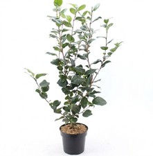 Camelia rosa "Camellia