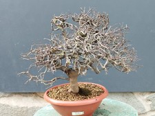 Pre-Bonsai Di Prunus Spinosa