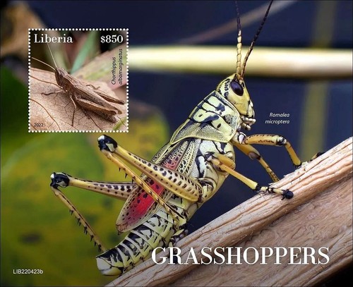 Grasshoppers insetti - grasshoppers,
