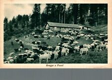 Belluno Pocol Gregge Pecore F. piccolo non spedita