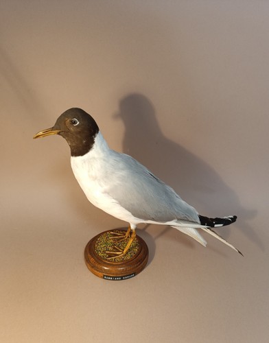 Taxidermy cabinet de - taxidermy,,