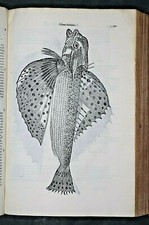 ULISSE ALDROVANDI DE PISCIBUS LIBRI V, LIBRO DEI PESCI, 400 XILOGRAFIE, 1612-13, RARO