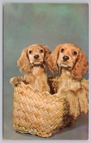 Carini cuccioli cocker - carini,