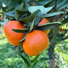 PIANTA DI CLEMENTINO NOVA in