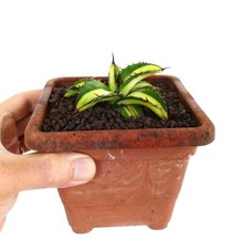 Agave titanota cv Himawari