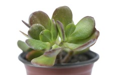 Pianta grassa crassula ovata - pianta,