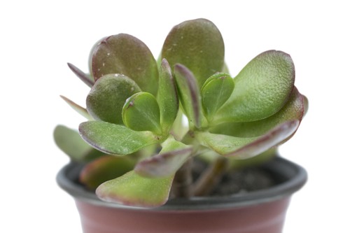 Pianta grassa crassula ovata - crassula,