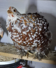 10 uova GALLINA FERTILI FECONDE, razza COCINCINA nana, diverse colorazioni