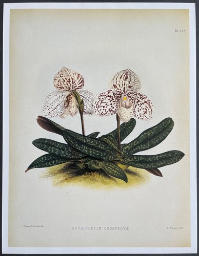 Botanique orchidées - botanique,