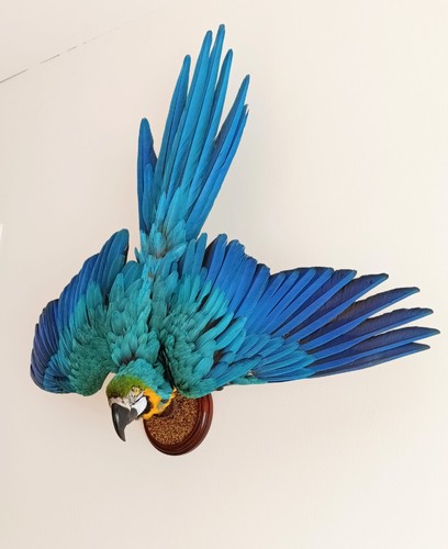 Taxidermy cabinet de - taxidermy,,