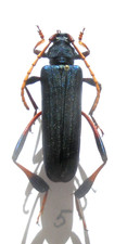 Phyllocnema guenzi 40 mm - guenzi,