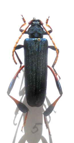 Phyllocnema guenzi 40 - phyllocnema, a1,