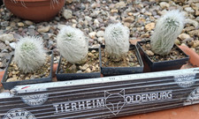 Echinocereus canus solitario - echinocereus,