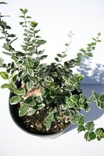 Evonimo emerald gaiety bordure o aiuole tappezzante giardino