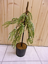 ALBERO ARTIFICIALE JYSK